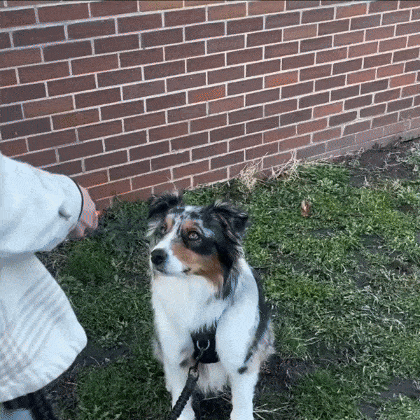 PurFloo™ | Control Total de Ladridos al Instante